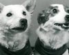 Впереди планеты всей: как дрозофилы покоряли космос, а домашние животные осваивали парашют (фото)