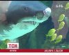 Акулу из Ocean Plaza назвали Валентином и держат в океанариуме Германии
