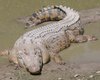 В Техасе нашли останки предка современных крокодилов