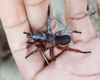 Наполовину самець, наполовину самка: у лісах Таїланду відкрито абсолютно новий вид павуків