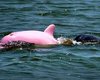 В США обнаружили розового дельфина