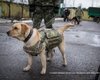 Луганские пограничники одели служебных собак в бронежилеты