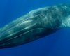 Хуже яда Медичи. Синие киты съедают ужасающие 43 кг микропластика в день