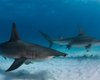 Синяя акула и акула-молот: морские хищники атакуют популярные курорты (видео)