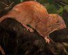 Кошмарные создания. Ученые впервые засняли гигантских крыс, раскалывающих кокосы (фото)