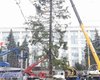 В Кишиневе "голую" новогоднюю елку заменили деревом, срубленным на территории детсада