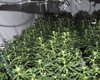 Полиция разоблачила сотни незаконных каннабисовых ферм благодаря подозрительным "электрикам" (фото, видео)