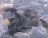 Группа косаток у берегов Японии застряла в ледяной ловушке смерти: как им удалось бежать (видео)