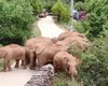 Спустя 17 месяцев: стадо слонов, сбежавших из китайского заповедника, наконец, отправилось домой
