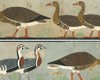 Ученые идентифицировали вымерший вид гуся по картине, нарисованной в древнеегипетской гробнице