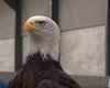 Нидерландская полиция обучает орлов ловить враждебные дроны