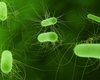 Число жертв E.coli достигло 50 человек