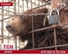 В Луганске спасают медведя Потапа, содержащегося в ужасных условиях