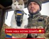 Звезда интернета кот Шайба пропал в Одесской области: боец ВСУ просит о помощи (фото)