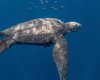 Глубже, чем подводные лодки: морская черепаха установила рекорд по погружению в океан (фото)