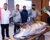 "Толстый, как корова": на аукционе в Японии продали гигантского тунца за 1,3 млн долларов (видео)