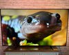 Найкращий бюджетний OLED-телевізор 2026 року: яку модель радять експерти (фото)