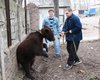 В Луганске на улице поймали медведя