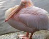 В Одесскую область из-за аномально теплой погоды вернулись розовые пеликаны (фото)
