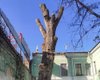 В Одессе директора компании будут судить за уничтожение пушкинского тополя (фото)