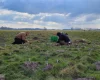 Кроти-археологи розкопали середньовічний маєток: ніхто б його не знайшов (фото)