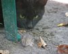 Прирожденные охотники: 7 пород кошек, которые лучше всего ловят мышей