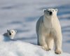 Вымирающий, но не сдающийся. Как эволюционируют белые медведи, чтобы выжить