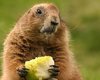 Харьковский сурок предсказал раннюю весну