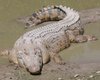 Австралии грозит нашествие морских крокодилов
