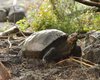 В Эквадоре найдена черепаха, вид которой считали вымершим 100 лет назад