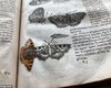 Между страницами старинного справочника насекомых нашли 400-летнюю бабочку