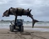 7-метровый монстр: выброшенное на пляж "морское существо" пришлось поднимать трактором (фото)