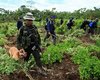 Перу является мировым лидером по производству сырья для кокаина
