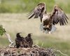Гнездовье на Банковой. Орлята учатся рулить