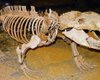 Вымершее животное, жившее 236 миллионов лет назад, переписало историю млекопитающих (фото)