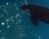 Косатки разносят вдребезги гигантскую рыбу в океане: с какой скоростью хищник врезается в добычу