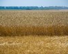 Второй этап земельной реформы вызывает недовольство среди украинцев — опрос