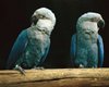 Через 20 лет после исчезновения: ученые вернули в дикую природу "вымерших" попугаев
