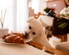 Жодних смаколиків зі столу. Якою людською їжею не варто годувати свого собаку