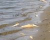 Вокруг Киевского моря гниют тонны мертвой рыбы