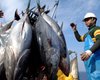 В 2010 году вылов тунца могут запретить