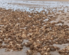 Люди б'ють на сполох: тисячі величезних "інопланетних" крабів викинуло на пляж (фото)