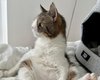 Женщина взяла из приюта больного кота и тратит на него 13 тысяч евро в год (фото, видео)