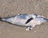 Критична ситуація в Чорному морі: на узбережжі Одещини знайшли десятки загиблих дельфінів