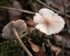 Сюжет в стиле "Одни из нас": грибы Mycena galericulata научились проникать в живые организмы