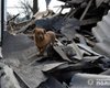 Собака не оставляет руины разрушенного дома после обстрела в Мирнограде, — МВД (фото)