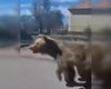 Вторая атака медведей в Словакии за неделю: хищник напал на прохожих в городе (фото)