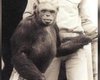 Легенда о "гуманзе": что известно о детеныше человека и шимпанзе, якобы родившемся в 1920-х годах