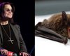 Короли дэт-метала. Ученые обнаружили, что летучие мыши обладают уникальным навыком пения