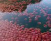 Опустевшие филиппинские пляжи оккупировали сотни розовых медуз